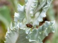 Beerenwanze auf stacheliger Distelpflanze